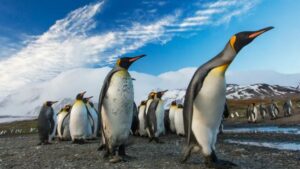 PENGU Heats Up: Nearly $600M In Open Interest Sparks Rally Talk