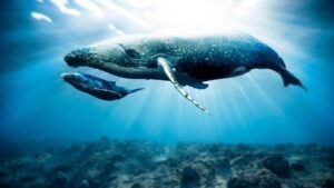 Huge Whale Deposits $12 Million into Decentralized Exchange: Opens Long Positions in Two Altcoins