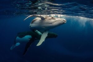 Big Whales Are Super Active: Here Are the Altcoins They’ve Been Buying and Selling in the Last Few Hours