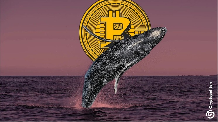Bitcoin Whale Wallets Keep Selling: BTC Price Under Pressure?