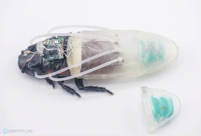 Cyborg Cockroach Crypto Investment: Underwater Frontier