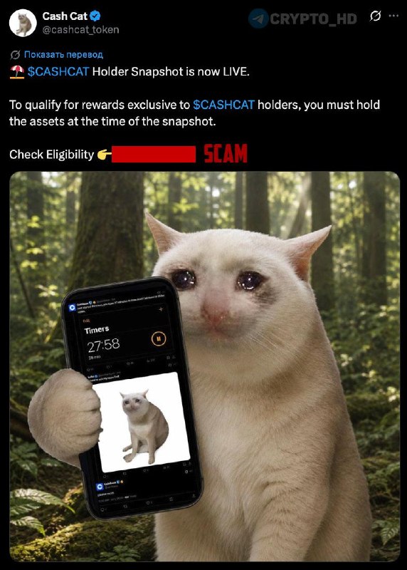 CashCat Twitter Account Hacked: What Happened?
