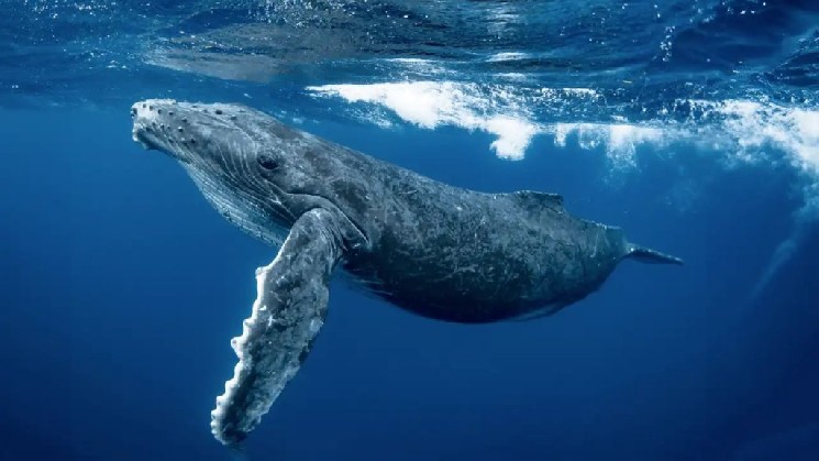Whale Hacked: First Altcoin Block Owner Loses Untouched Assets