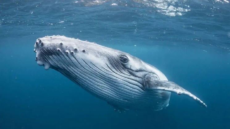 Whale Sells Altcoin After 5-Year Wait: Patience Ends!