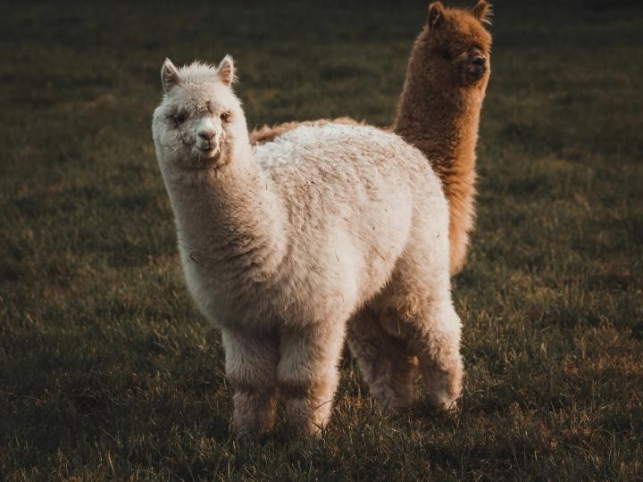 Alpaca Raises $135M for Tokenized Stock Infrastructure